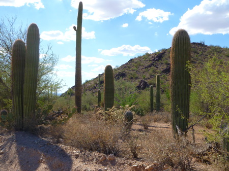 Starr Guckert's album, Arizona Desert, Summer 2010