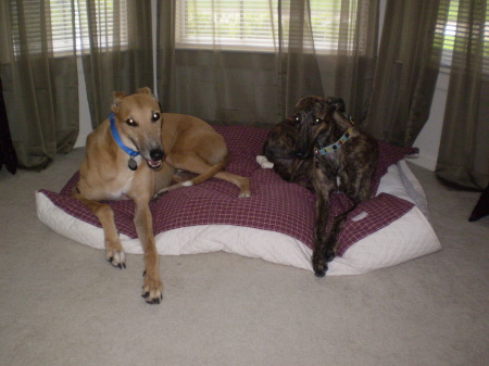 Greyhounds Bravo & Holly