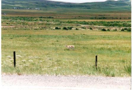 Wyoming ranch, mountain view