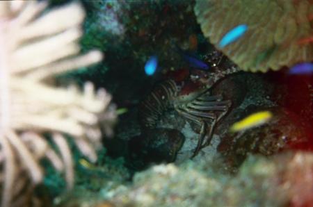 Cozumel Lobster