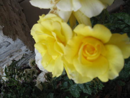 front yellow rose garden