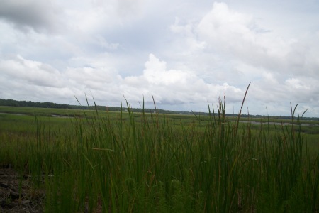 The marsh