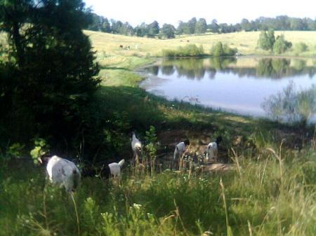 Goats Grazing at the Pond