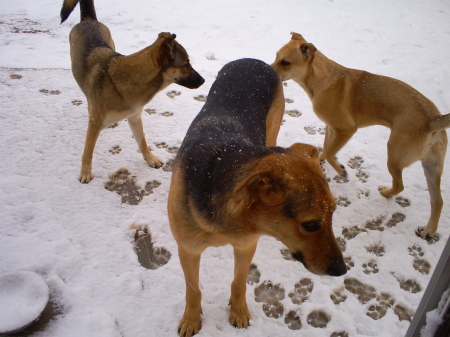 Bruno, Cookie & Duke