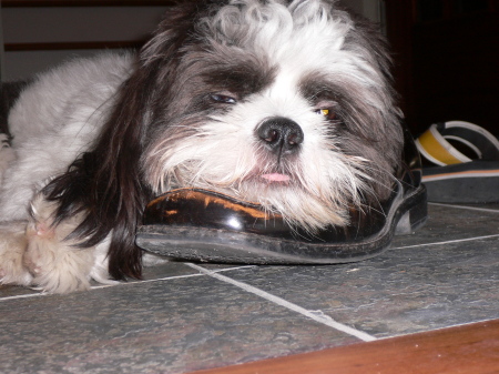 The dude sleeping on my shoe (he looks drunk)