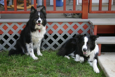 This is Fox and KC My faithful border collies