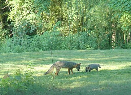 Our fox family