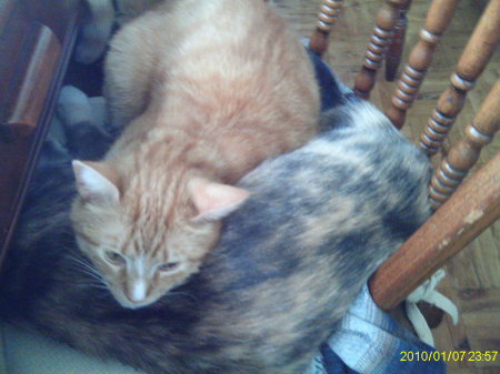 MY  2  CATS   PEPPER AND  PINKY