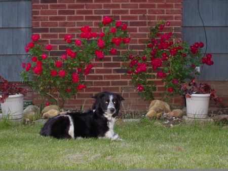 Our Dog Rose