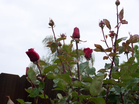 Long stem Red  Rose