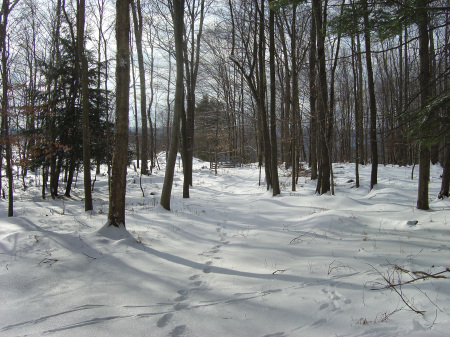 A Winter's afternoon in Whitetail country ...