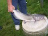 My last catch at Redneck Lake-July 4, 2008