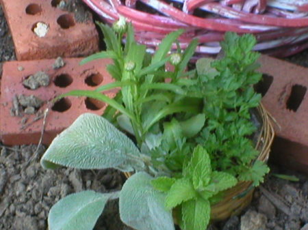 Mixed Herbs