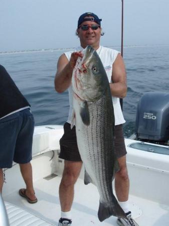 41 lb Striped Bass