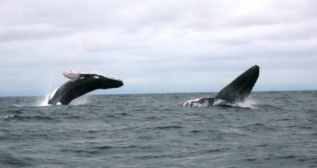 Breeching Sperm Whales