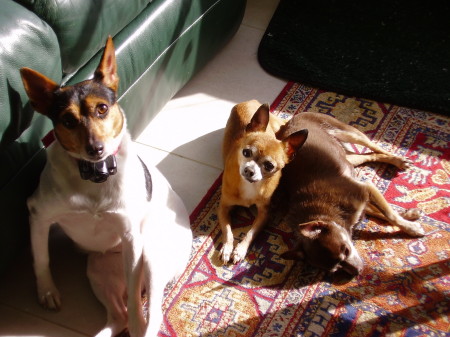 Lexie, Junior and Coco