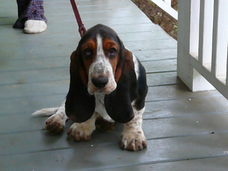 New Basset Puppy, soon to be show dog!