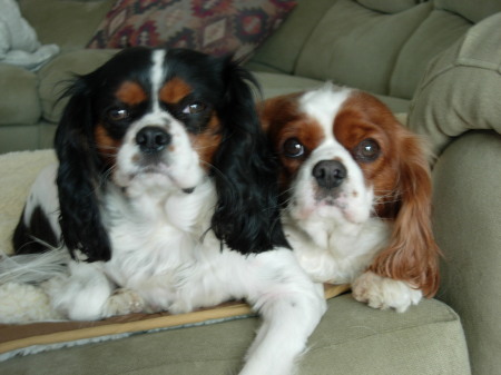 the guard dogs Rusty & Harry