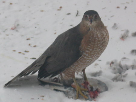 Broadwinged Hawk & prey