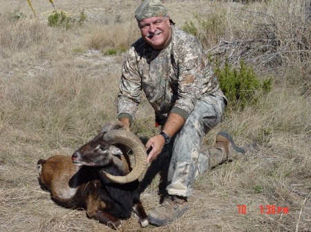 Uncle Bernie's Mouflon Ram