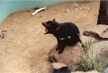 tasmanian devil 2003