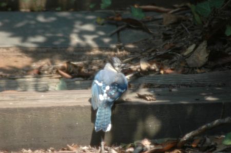 Bluejay- Musy Bird Sactuary