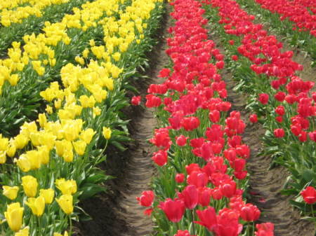 Tulip Farm, Woodburn, OR