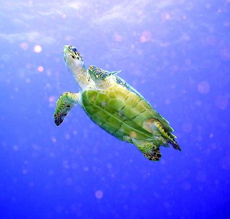 BUbblin Turtle. Diving in Cozumel