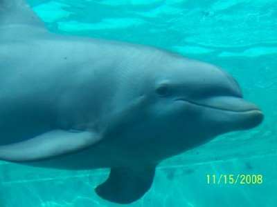 dolphin at sea world