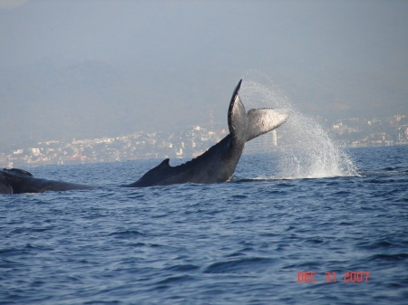 Whale watching in Mexico