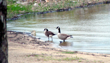 Geese at Lake Lemon