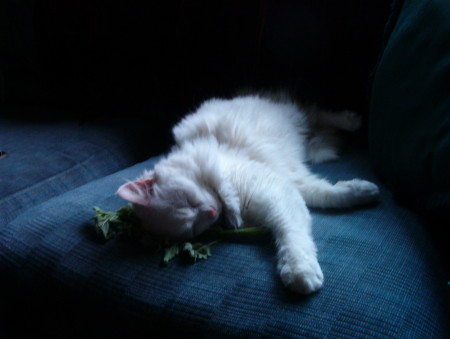 Cat Nip