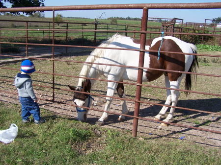 2ND MALE HORSE