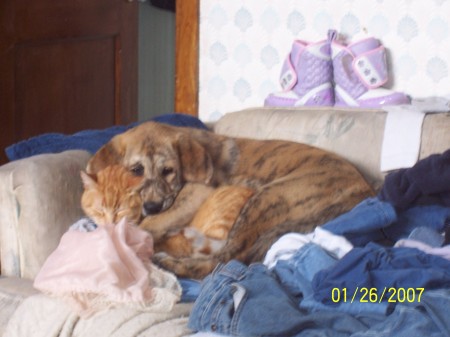 sara hugging the cat