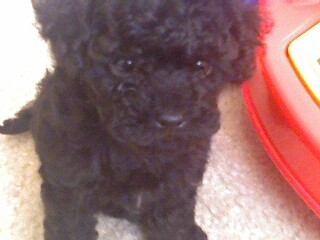 My new "toy poodle" ROWDY
