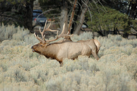 ELK in Yellowstone Natioal Park '06