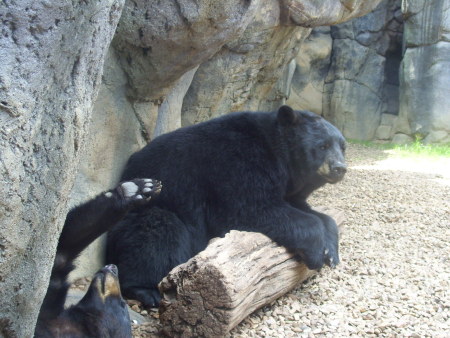 Bears at Knoxville Zoo