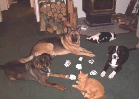 Pet Poker