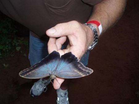 Blue Morph, Costa Rica, August 2006