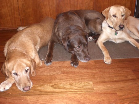 Maggie, Allie and Sammie