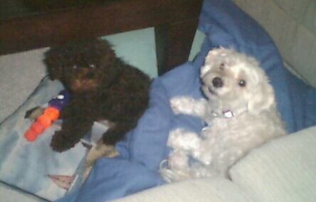 My two dogs--Buster & Dilly