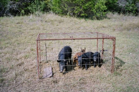 Wild Pigs in a trap!