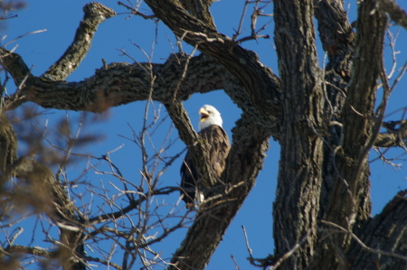 Eagle