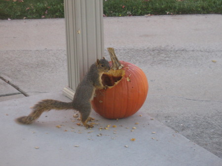 Bad Squirrel!!!!!