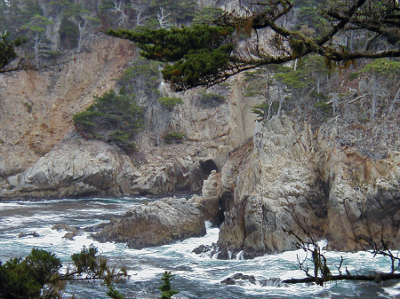 Point Lobos Cypresses
