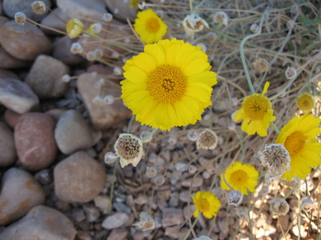 Desert flower