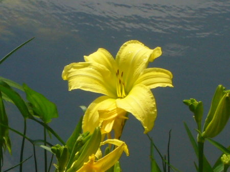 beautify yellow day lily