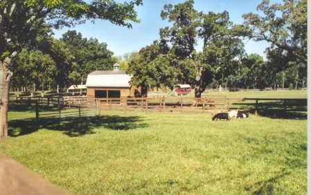 The Paddocks