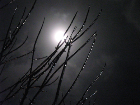 ice_moon_branches2