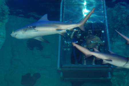 Underwater shark tank Riviera Maya